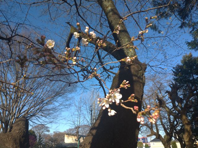 三芳野神社 桜