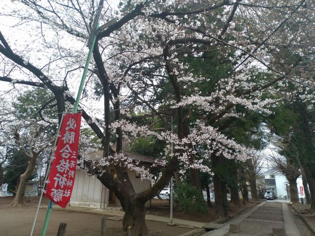 三芳野神社 桜