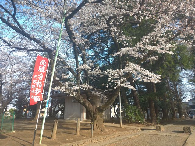 三芳野神社 桜