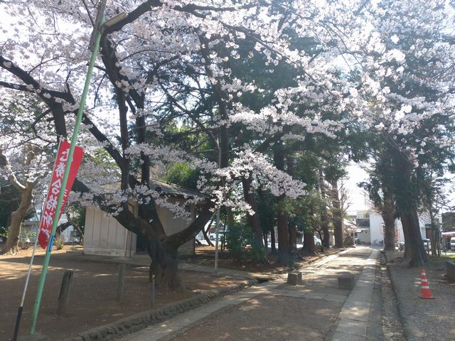 三芳野神社 桜