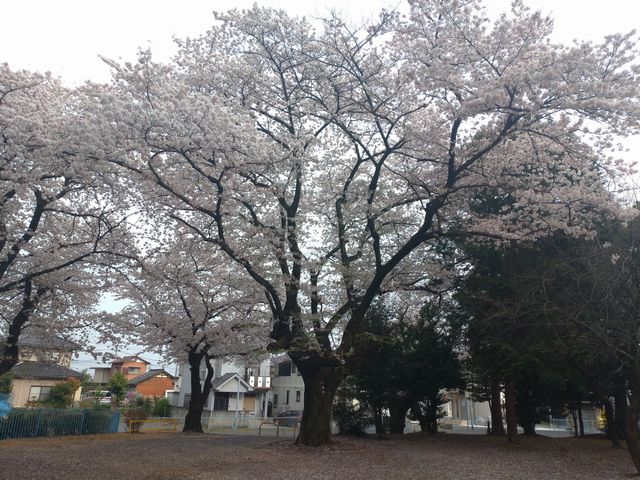 三芳野神社 桜