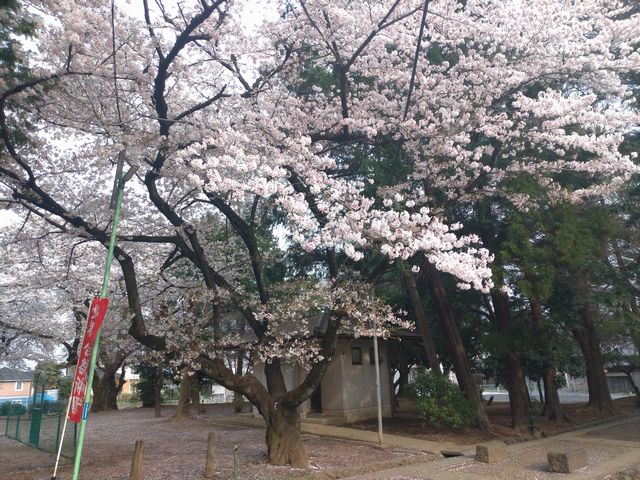 三芳野神社 桜
