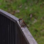 川越・御伊勢塚公園【アクセス・駐車場・周辺のカフェ】