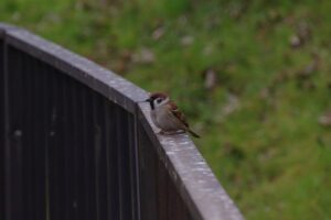 川越・御伊勢塚公園【アクセス・駐車場・周辺のカフェ】