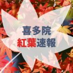 【2021年】喜多院の紅葉の見頃はいつ?実際に参拝して確認!