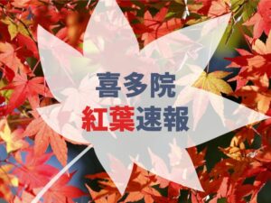【2021年】喜多院の紅葉の見頃はいつ？実際に参拝して確認！