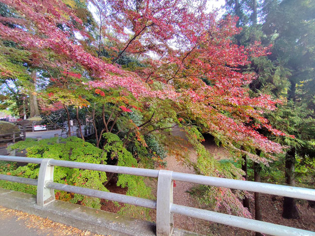 喜多院の紅葉