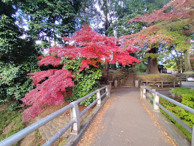 喜多院の紅葉