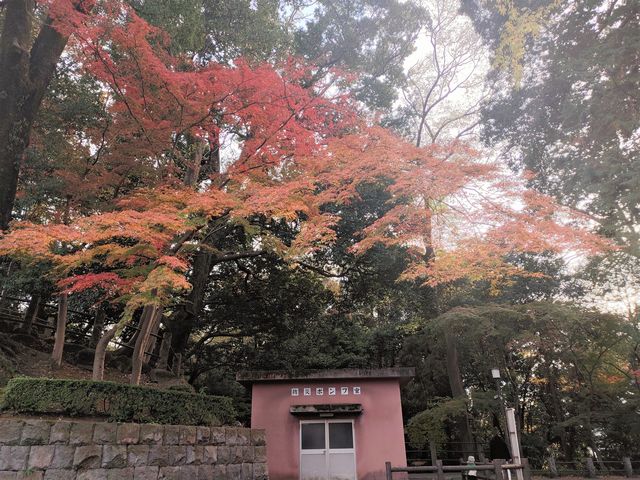 喜多院 紅葉
