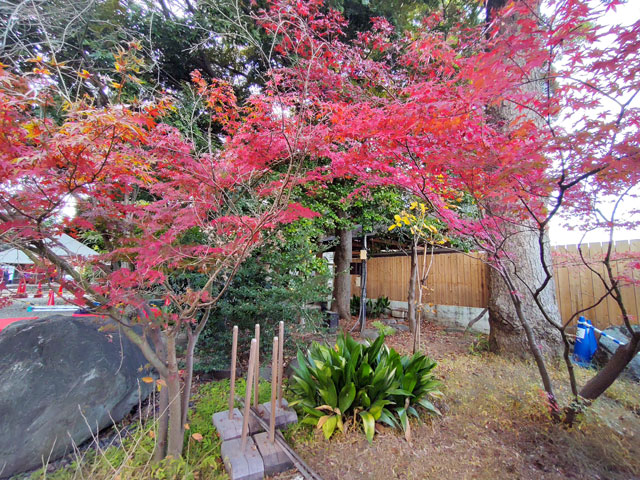 氷川神社の紅葉