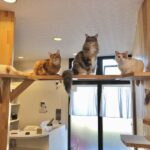 【2022年版】川越にある猫カフェは2店！おすすめのお店はどこ？