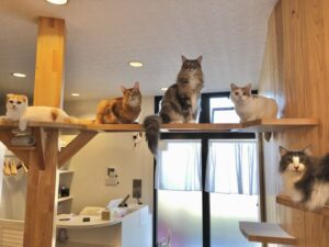 【2022年版】川越にある猫カフェは2店！おすすめのお店はどこ？