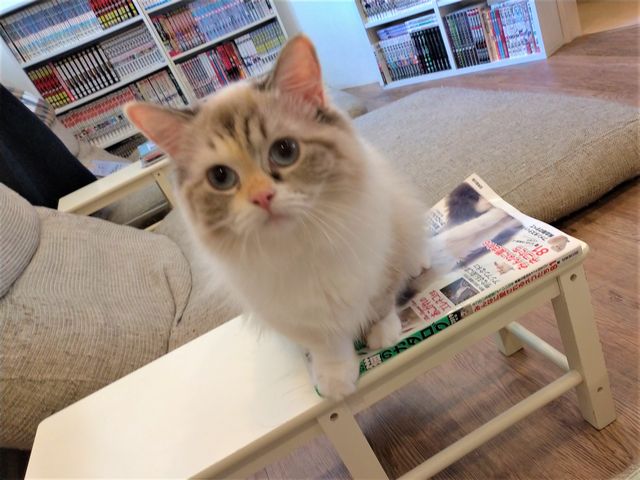 22年版 川越にある猫カフェは2店 おすすめのお店はどこ