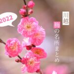 【2022年度版】川越の梅の名所を紹介!今年の見頃はいつ?開花状況は?