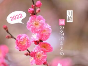 【2022年度版】川越の梅の名所を紹介!今年の見頃はいつ?開花状況は?
