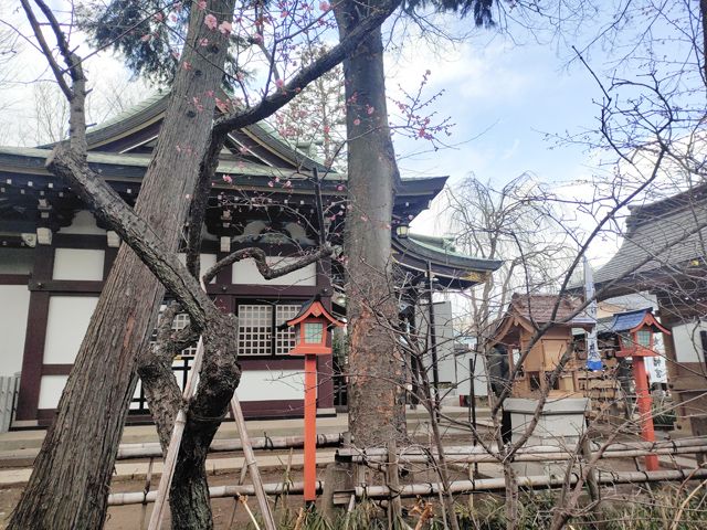 八幡宮の梅