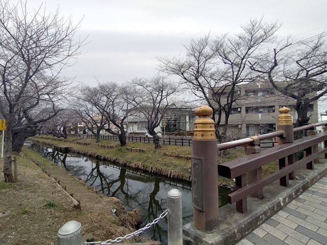 新河岸川 桜