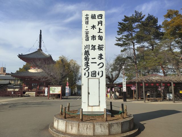 喜多院 桜