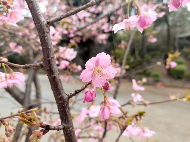 喜多院 桜