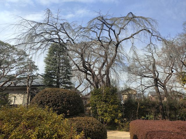 川越 中院 桜