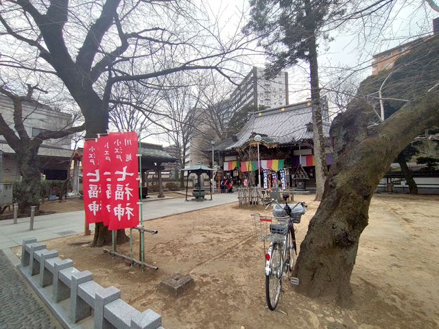 川越・蓮馨寺の桜