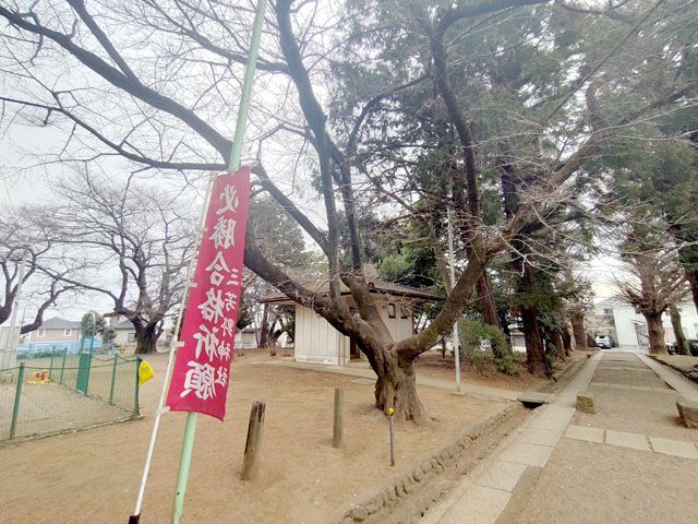 三芳野神社 桜