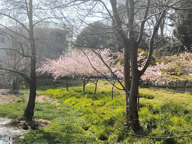 仙波河岸史跡公園 河津桜