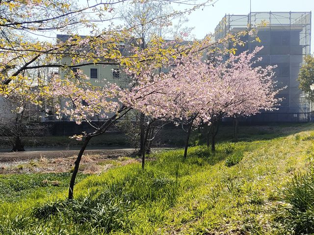 仙波河岸史跡公園 河津桜