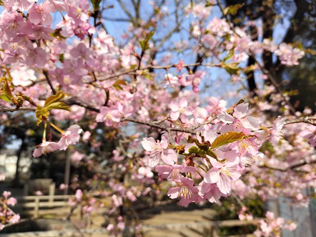 仙波河岸史跡公園 河津桜