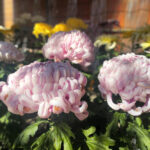 【2022年】川越・喜多院の菊まつりレポ！日程は？駐車場は？