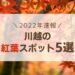 2022年 川越の紅葉